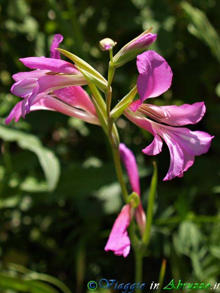 17-P5147438+.jpg - 17-P5147438+.jpg - Un fiore selvatico nella RiservaNaturale dei Calanchi.