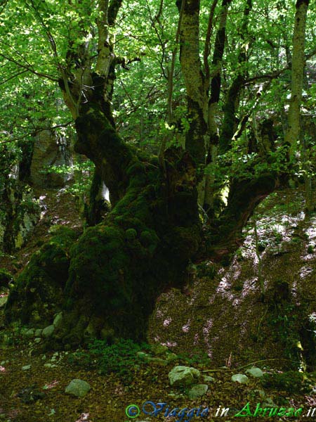 17_P1040016+.jpg - 17_P1040016+.jpg - Un vecchio faggio nei lussureggianti boschi del Parco Nazionale d'Abruzzo.