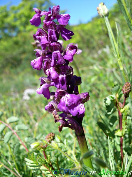 12-P1040092+.jpg - 12-P1040092+.jpg - Orchidee selvatiche sull'altopiano delle Rocche.
