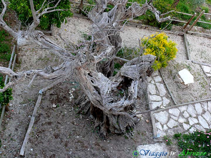 10-P1020033+.jpg - 10-P1020033+.jpg - Il "Grande Olivo" (XII sec.), l'ulivo più antico d'Abruzzo, nei pressi dell'abbazia di S. Giovanni in Venere.