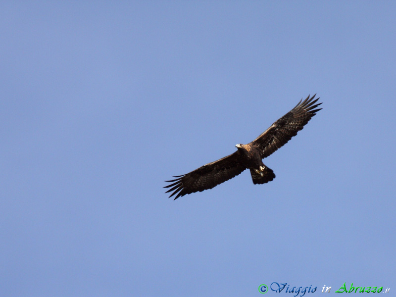 02-Aquila reale.jpg - Aquila reale (Aquila chrysaetos) - Golden eagle.