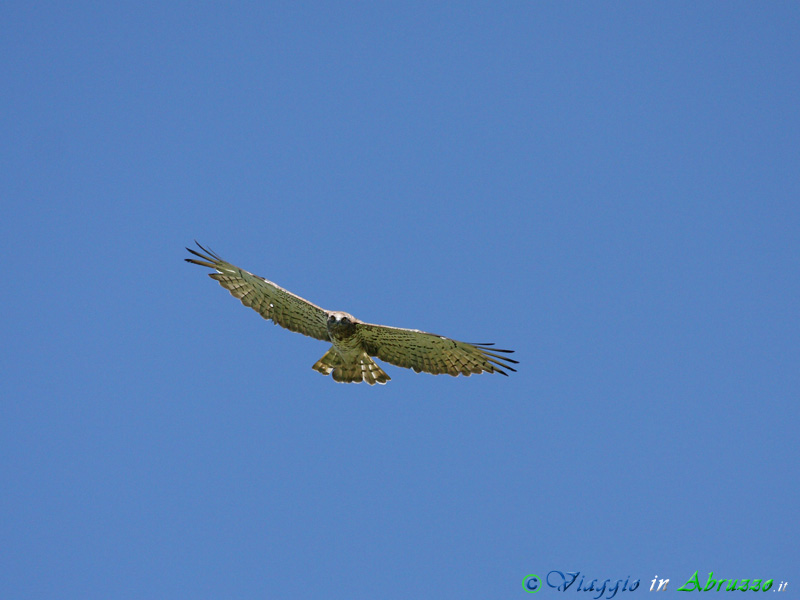 04-Biancone.jpg - Biancone (Circaetus gallicus) - Short-toed Eagle.