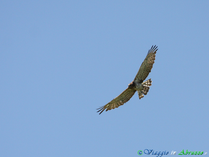 05-Biancone.jpg - Biancone (Circaetus gallicus) - Short-toed Eagle.