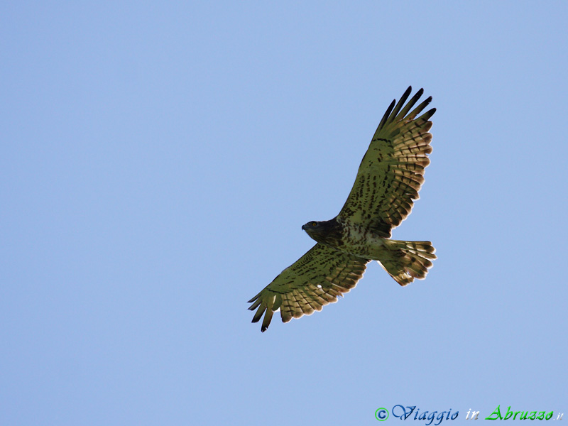 06-Biancone.jpg - Biancone (Circaetus gallicus) - Short-toed Eagle.