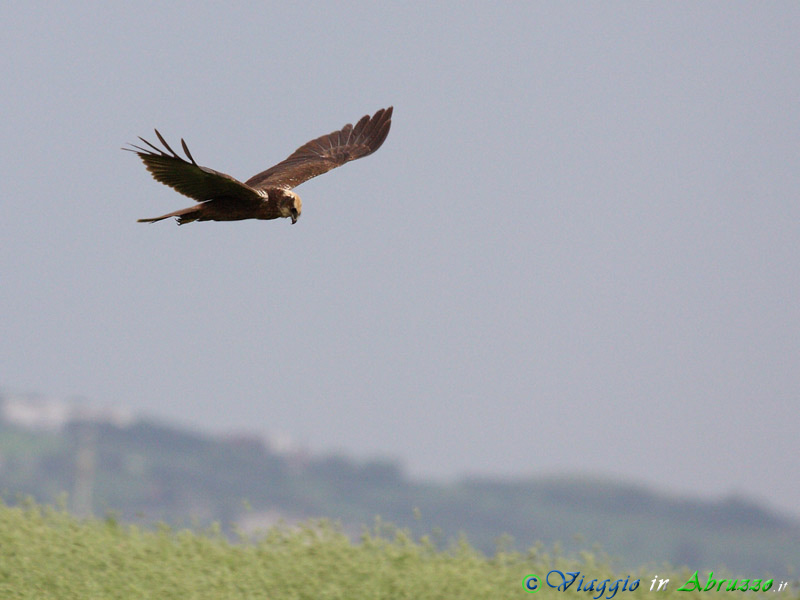 09-Falco di palude.jpg - Falco di palude (Circus aeruginosus) - Marsh Harrier.