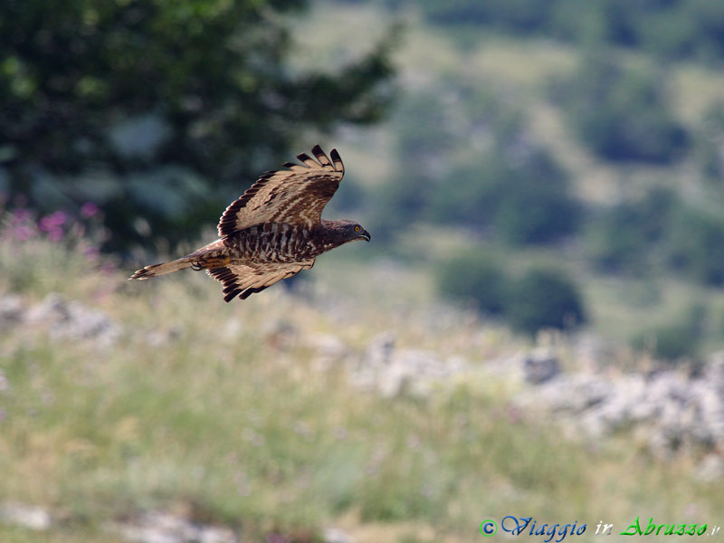 12-Falco pecchiaiolo.jpg - Falco pecchiaiolo (Pernis apivorus) - Honey Buzzard.