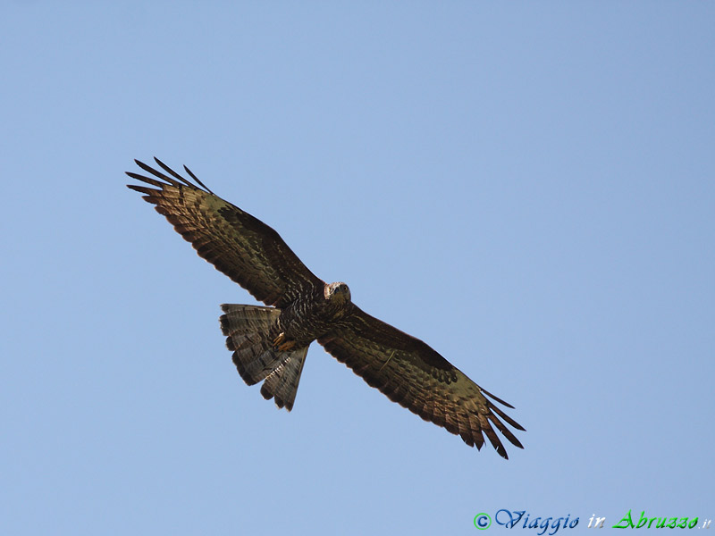 15-Falco pecchiaiolo.jpg - Falco pecchiaiolo (Pernis apivorus) - Honey Buzzard.