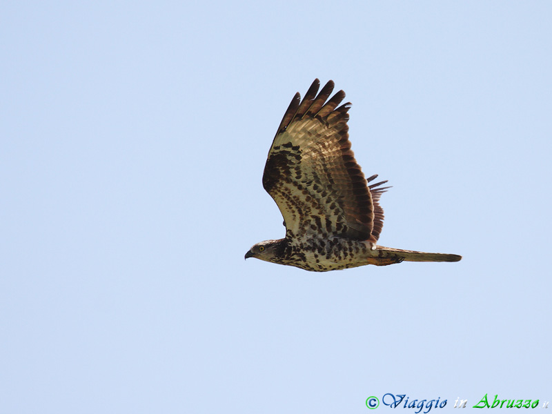 16-Falco pecchiaiolo.jpg - Falco pecchiaiolo (Pernis apivorus) - Honey Buzzard.