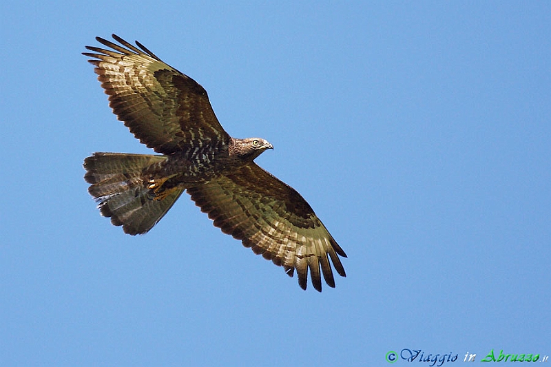 20-Falco pecchiaiolo.jpg - Falco pecchiaiolo (Pernis apivorus) - Honey Buzzard.