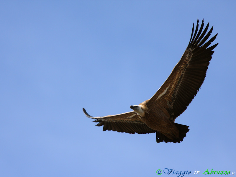 22-Grifone.jpg - Grifone (Gyps fulvus) - Griffon Vulture.