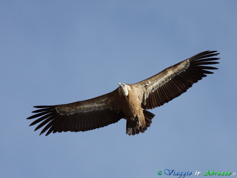 23-Grifone.jpg - Grifone (Gyps fulvus) - Griffon Vulture.