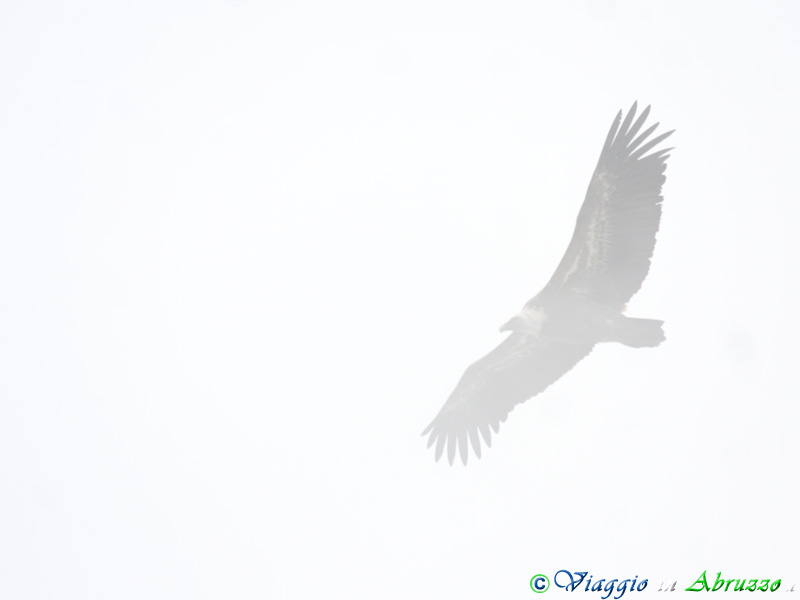 24-Grifone.jpg - Un Grifone - (Gyps fulvus) - Griffon Vulture - nella nebbia.