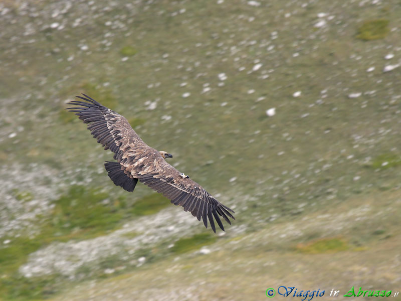 26-Grifone.jpg - Grifone (Gyps fulvus) - Griffon Vulture.