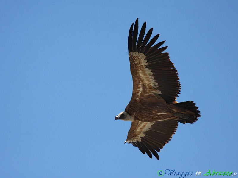 28-Grifone.jpg - Grifone (Gyps fulvus) - Griffon Vulture.