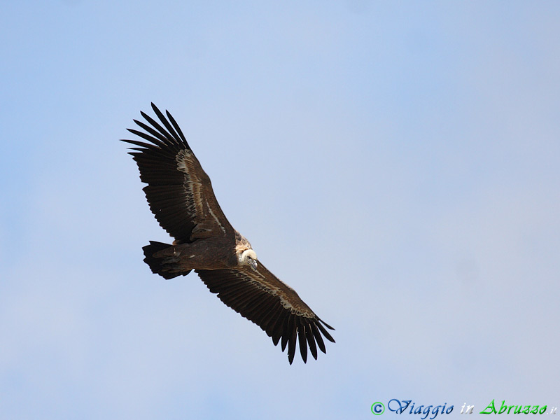 29-Grifone.jpg - Grifone (Gyps fulvus) - Griffon Vulture.