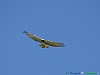 Uccelli accipitriformi 04-Biancone.jpg