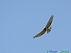 Uccelli accipitriformi 05-Biancone.jpg