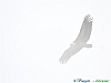 Uccelli accipitriformi 24-Grifone.jpg