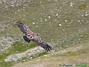 Uccelli accipitriformi 26-Grifone.jpg