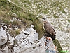 Uccelli accipitriformi 27-Grifone.jpg