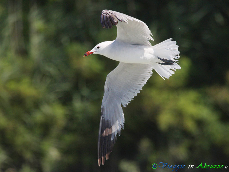 09 - Gabbiano corso.jpg - Gabbiano corso (Larus audouinii) -Audouin's gull-