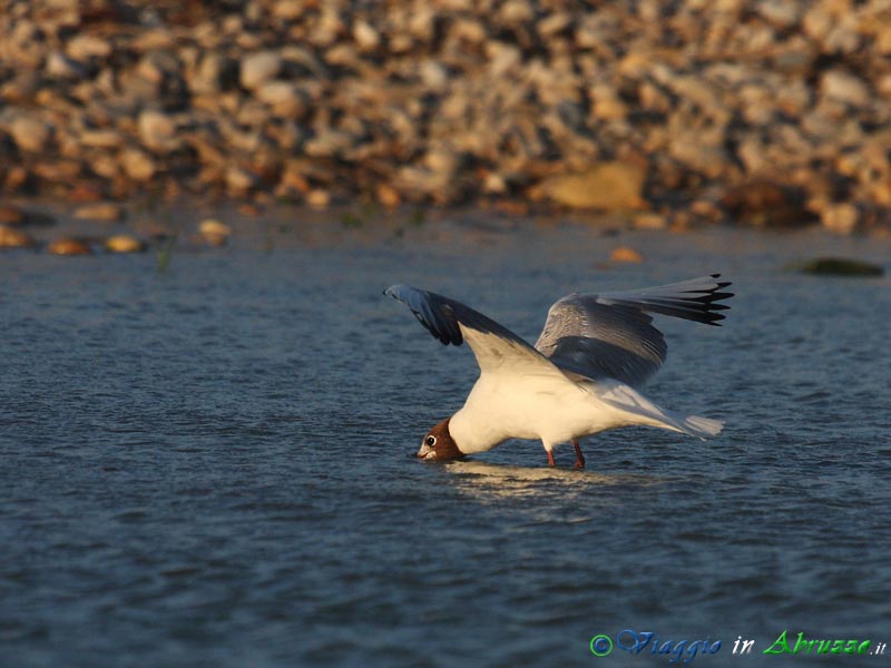 12 - Gabbiano comune.jpg - Gabbiano comune (Croicocephalus ridibundus) -Common Black-headed Gull-