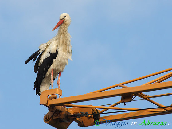 Cicogna bianca (Ciconia ciconia) -White Stork-