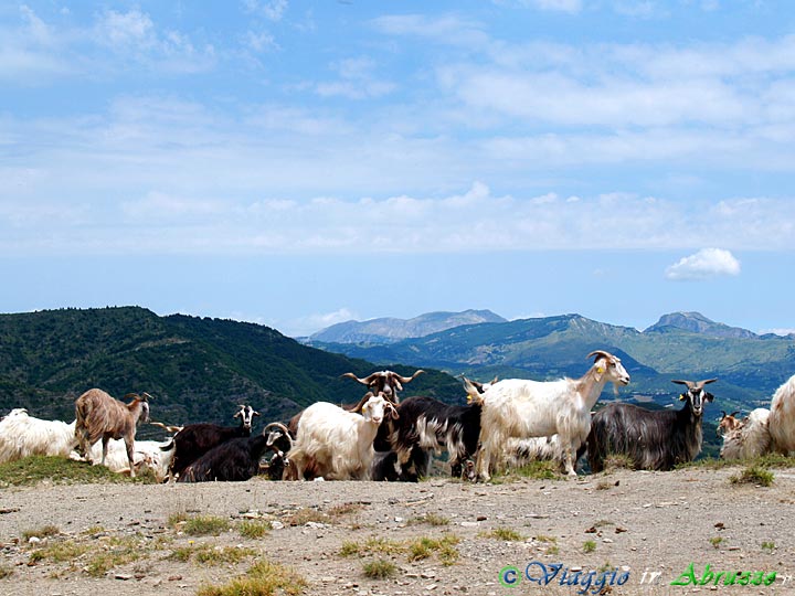 08-P7022169+.jpg - 08-P7022169+.jpg - Un gregge di capre al pascolo nel territorio montano di Cortino.