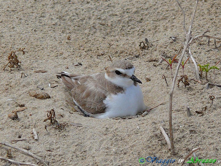 19-P1030319+.jpg - 19-P1030319+.jpg - Un "fratino" (Charadrius alexandrinus) sulle dune vicino la Torre di Cerrano (Foto di Davide Ferretti).  Il piccolo e raro uccello migratore, proveniente dall'Africa, ha trovato in questa zona l'habitat ideale per la nidificazione.
