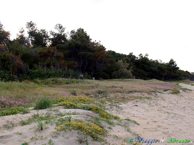27-P5015311+.jpg - 27-P5015311+.jpg - Le dune sabbiose lungo la spiaggia di Pineto.