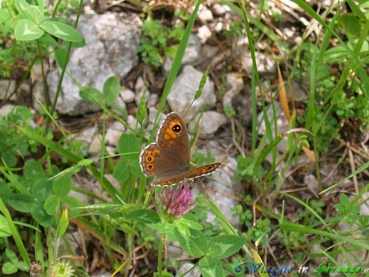 25-P6078619+.jpg - 25-P6078619+.jpg - Una farfalla nei boschi di Tossicia.
