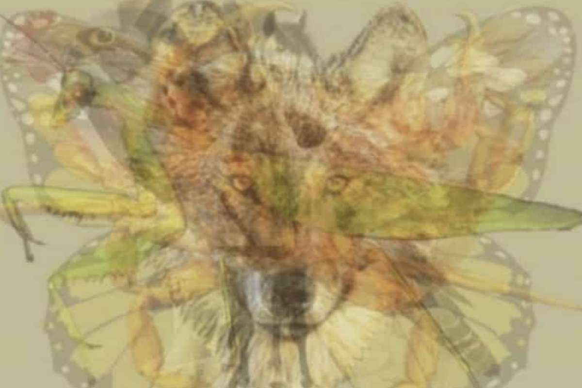 Un’immagine pubblicata originariamente dall’editore statunitense Your Tango, che nasconde ben nove animali