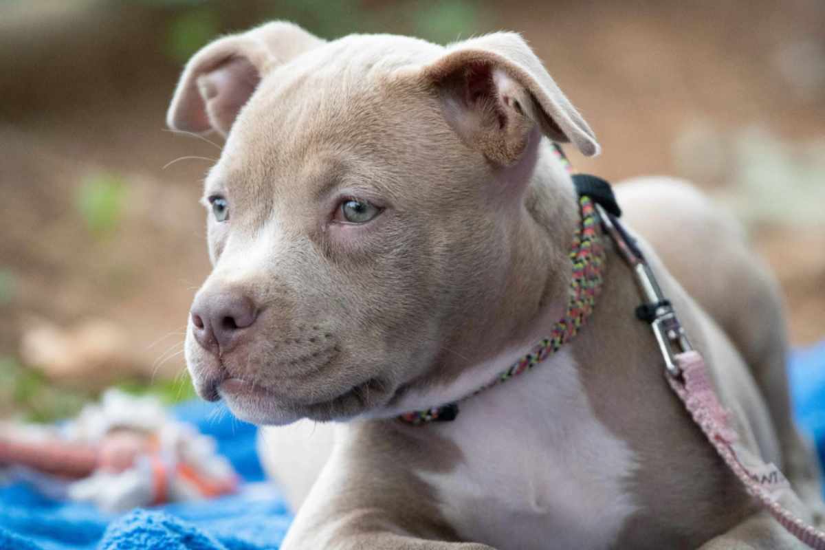 cane finta telefonata